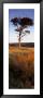 Tree On A Landscape, Golden Hour, Helwath Plantation, Scarborough, North Yorkshire, England, Uk by Panoramic Images Limited Edition Pricing Art Print