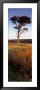 Tree On A Landscape, Golden Hour, Helwath Plantation, Scarborough, North Yorkshire, England, Uk by Panoramic Images Limited Edition Print