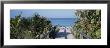 Plants On Both Sides Of A Boardwalk, Caspersen Beach, Venice, Florida, Usa by Panoramic Images Limited Edition Print