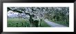 Cherry Trees And Path, Killaney, Ireland by Panoramic Images Limited Edition Pricing Art Print