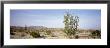 Plants In The Desert, Anza Borrego State Park, California, Usa by Panoramic Images Limited Edition Print