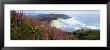 Foxgloves At Cascade Head, Tillamook County, Oregon, Usa by Panoramic Images Limited Edition Print
