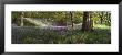 Bluebells In A Forest, Newton Wood, Texas, Usa by Panoramic Images Limited Edition Pricing Art Print