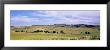 Custer State Park, South Dakota, Usa by Panoramic Images Limited Edition Print