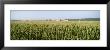 Cornfield, Maryland, Usa by Panoramic Images Limited Edition Print
