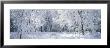 Winter, Forest, Yosemite National Park, California, Usa by Panoramic Images Limited Edition Print