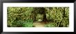 Path Hoh Rain Forest, Olympic National Park, Washington State, Usa by Panoramic Images Limited Edition Pricing Art Print