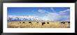 Bison Herd, Grand Teton National Park, Wyoming, Usa by Panoramic Images Limited Edition Print