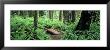 Footbridge, Rockport State Park, Washington State, Usa by Panoramic Images Limited Edition Print