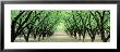 Hazel Nut Orchard, Dayton, Oregon, Usa by Panoramic Images Limited Edition Print