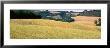 Rolling Hills Of Wheat, Tuscany, Italy by Panoramic Images Limited Edition Print