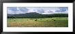 Hay Bales In The Farmland, Warren County, Tennessee, Usa by Panoramic Images Limited Edition Print