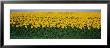 Sunflower Field, Maryland, Usa by Panoramic Images Limited Edition Print