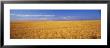 Wheat, Weld County, Colorado, Usa by Panoramic Images Limited Edition Print