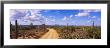 Road, Saguaro National Park, Arizona, Usa by Panoramic Images Limited Edition Pricing Art Print