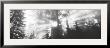 Road, Redwoods Park, California, Usa by Panoramic Images Limited Edition Pricing Art Print