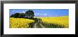 Canola, Farm, Yellow Flowers, Germany by Panoramic Images Limited Edition Print