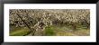 Almond Trees In A Row, Sacramento, California, Usa by Panoramic Images Limited Edition Print