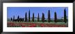 Field Of Poppies And Cypresses In A Row, Tuscany, Italy by Panoramic Images Limited Edition Print