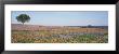 Texas Bluebonnets And Indian Paintbrushes In A Field, Texas Hill Country, Texas, Usa by Panoramic Images Limited Edition Print