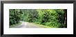Road, Rockport State Park, Washington State, Usa by Panoramic Images Limited Edition Pricing Art Print