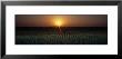 Sunrise, Crops, Farm, Sacramento, California, Usa by Panoramic Images Limited Edition Print