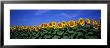 Field Of Sunflowers, Bogue, Kansas, Usa by Panoramic Images Limited Edition Print