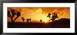 Sunset, Joshua Tree Park, California, Usa by Panoramic Images Limited Edition Print