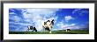 Cows In Field, Lake District, England, United Kingdom by Leigh Jordan Limited Edition Print