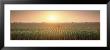 View Of The Corn Field During Sunrise, Sacramento County, California, Usa by Panoramic Images Limited Edition Print