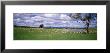 Sheep Grazing, New South Wales, United Kingdom, Australia by Panoramic Images Limited Edition Print