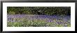 Lavender Flowers In A Field, England, United Kingdom by Panoramic Images Limited Edition Pricing Art Print