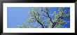 Oak Tree, California, Usa by Panoramic Images Limited Edition Pricing Art Print