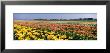 Field Of Flowers, Egmond, Netherlands by Panoramic Images Limited Edition Print