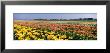 Field Of Flowers, Egmond, Netherlands by Panoramic Images Limited Edition Pricing Art Print