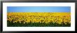Sunflower Field, North Dakota, Usa by Panoramic Images Limited Edition Print