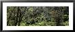 High Angle View Of Trees In A Rainforest, Hawaii Volcanoes National Park, Hawaii, Usa by Panoramic Images Limited Edition Print