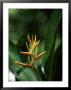 Heliconia Flower, St. Lucia, Windward Islands, West Indies, Caribbean, Central America by Yadid Levy Limited Edition Print