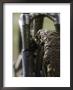 A Muddy Mountain Bike Tire, Mt. Bike by David D'angelo Limited Edition Pricing Art Print