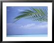 Palm Frond Over Tropical Water by Michele Westmorland Limited Edition Pricing Art Print
