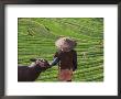 Farmer With Water Buffalo Looking Over Terraced Winter Wheat Fields, Yunnan, China by Keren Su Limited Edition Print