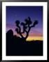 Joshua Tree And Moon, Joshua Tree National Park, California, Usa by Jerry Ginsberg Limited Edition Print