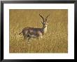 Male Grant's Gazelle (Gazella Granti), Masai Mara National Reserve, Kenya, East Africa, Africa by James Hager Limited Edition Print