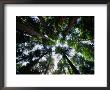 Tall Canopy Of The Redwoods, Redwood National Park, California, Usa by Greg Gawlowski Limited Edition Print