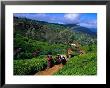 Group Of Tea Pickers Walking On Path In Tea Estate, Nuwara Eliya, Sri Lanka by Richard I'anson Limited Edition Print
