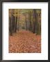 Forest Way, Paderborn, Germany by Thorsten Milse Limited Edition Print