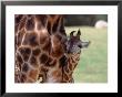 Reticulated Giraffe, California, Usa by Dee Ann Pederson Limited Edition Pricing Art Print