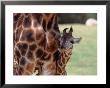 Reticulated Giraffe, California, Usa by Dee Ann Pederson Limited Edition Print