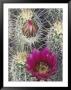Flowering Hedgehog Cactus, Saguaro National Park, Arizona, Usa by Jamie & Judy Wild Limited Edition Print