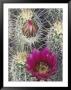 Flowering Hedgehog Cactus, Saguaro National Park, Arizona, Usa by Jamie & Judy Wild Limited Edition Print